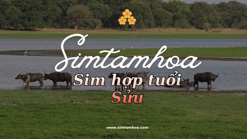 Cách Chọn Sim Hợp Tuổi Sửu Chuẩn Phong Thủy Hút Tài Lộc Và May Mắn