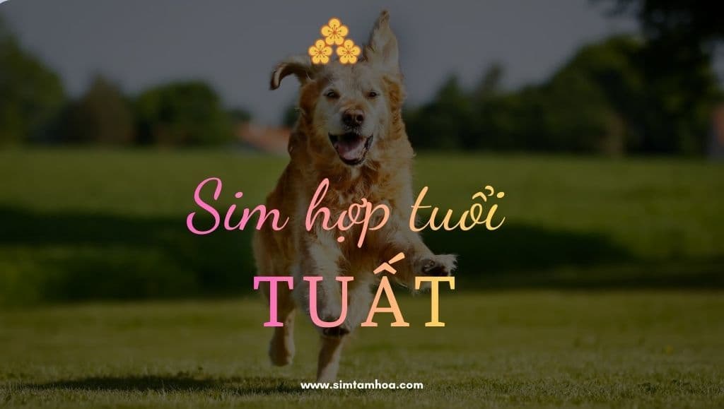 Sim hợp tuổi Tuất nên chọn thế nào để tránh xung khắc, giữ tài lộc lâu dài?