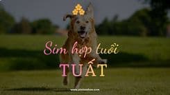 Sim hợp tuổi Tuất nên chọn thế nào để tránh xung khắc, giữ tài lộc lâu dài?