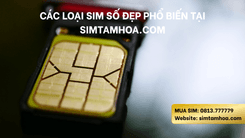 Top Sim Số Đẹp Bán Chạy Nhất 2025 – Xu Hướng Chọn Số May Mắn Của Người Việt