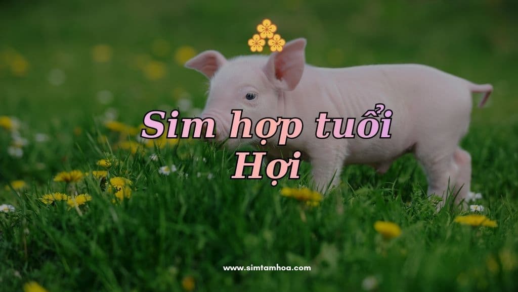 Hướng Dẫn Chọn Đúng Sim Hợp Tuổi Hợi Giúp Cuộc Sống Hanh Thông & Tài Lộc Vượng Mở